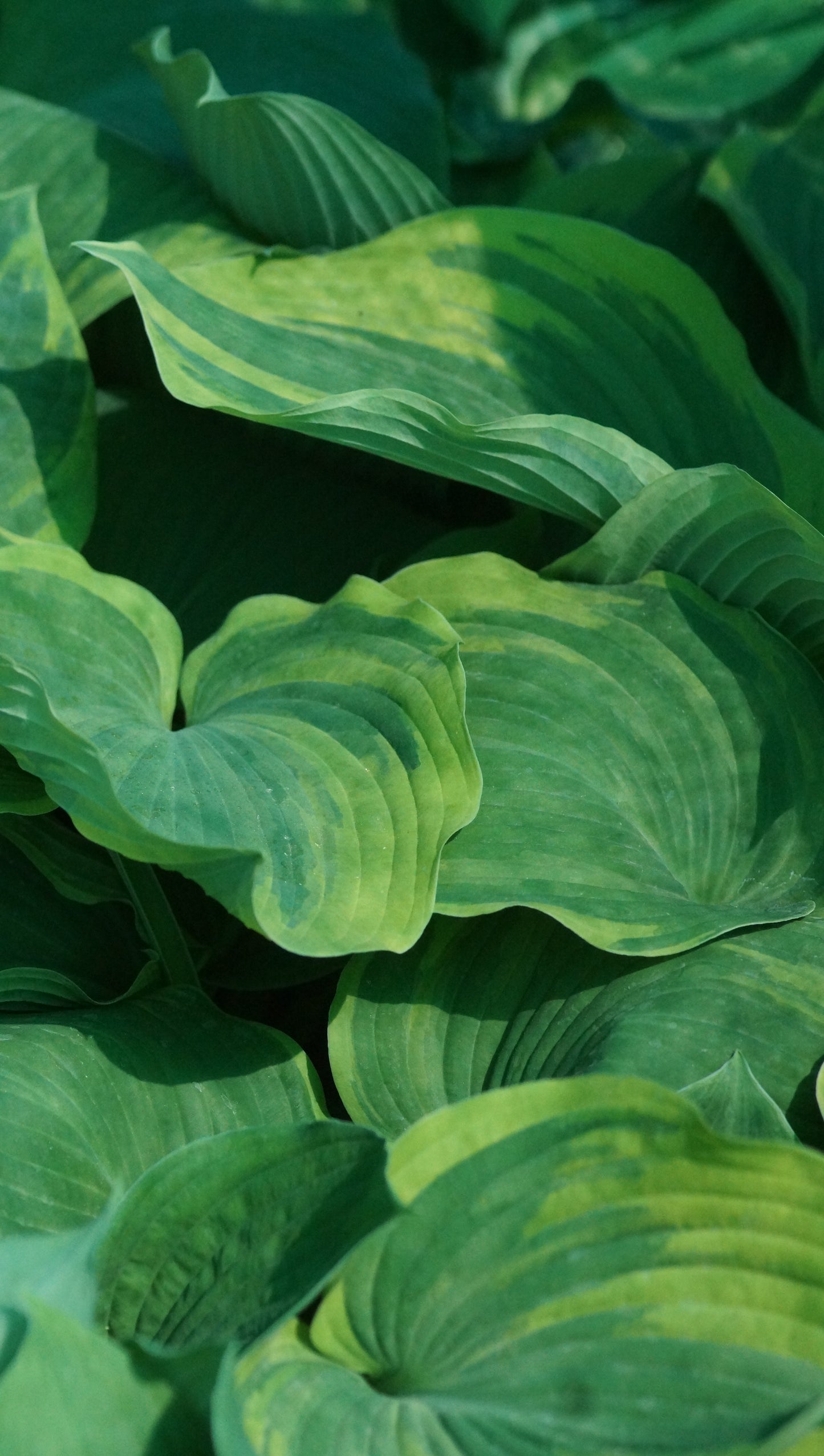 Hosta Hybride 'Earth Angel' - Funkiee