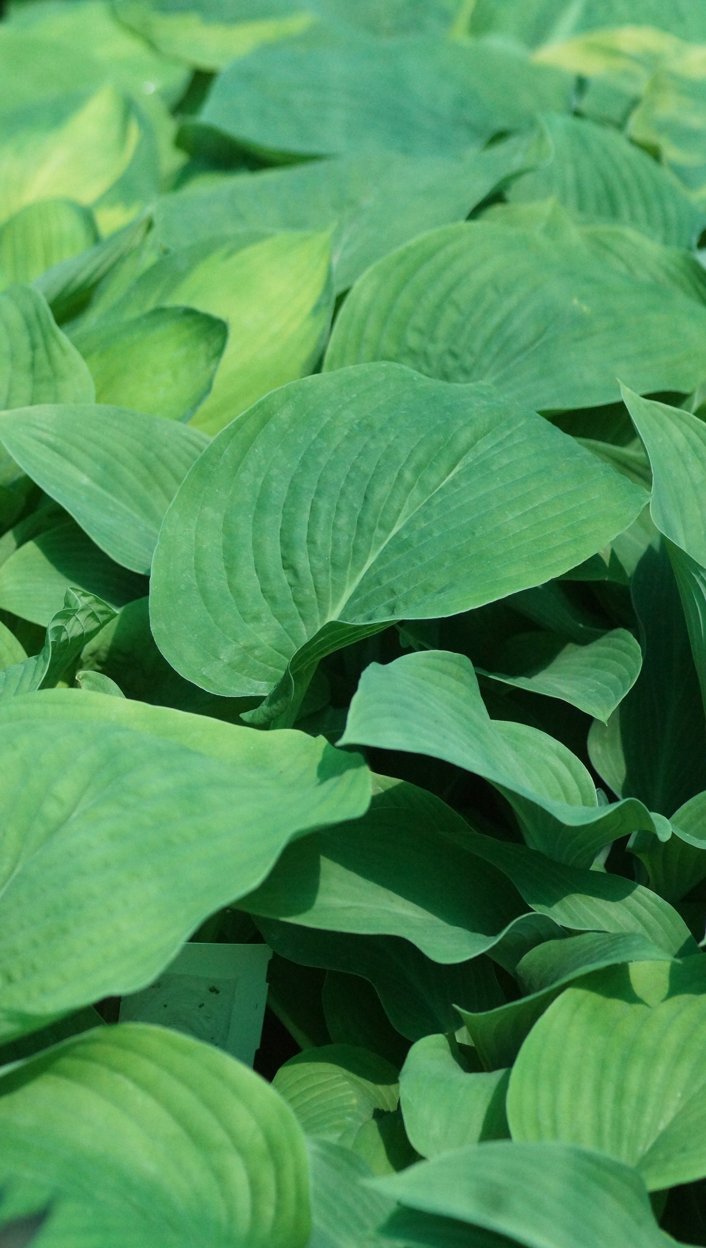 Hosta Hybride 'T Rex' - Funkie