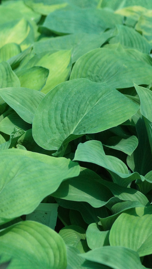 Hosta Hybride 'T Rex' - Funkie