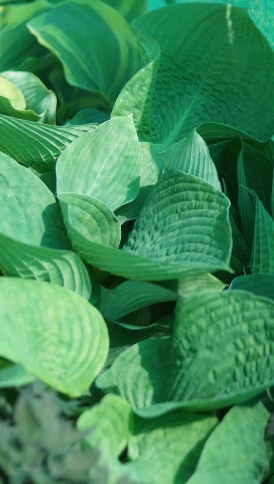 Hosta Hybride 'Jurassic Park' - Funkie