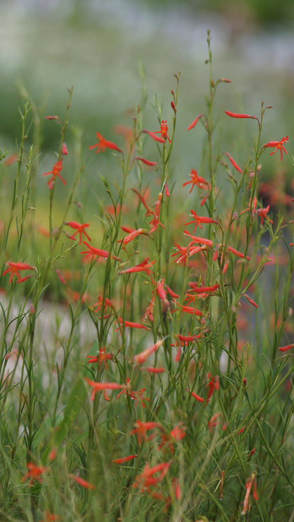 Penstemon pinifolius - Kiefernblättriger Bartfaden