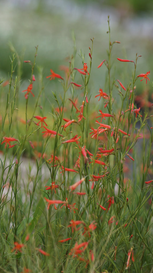 Penstemon pinifolius - Kiefernblättriger Bartfaden