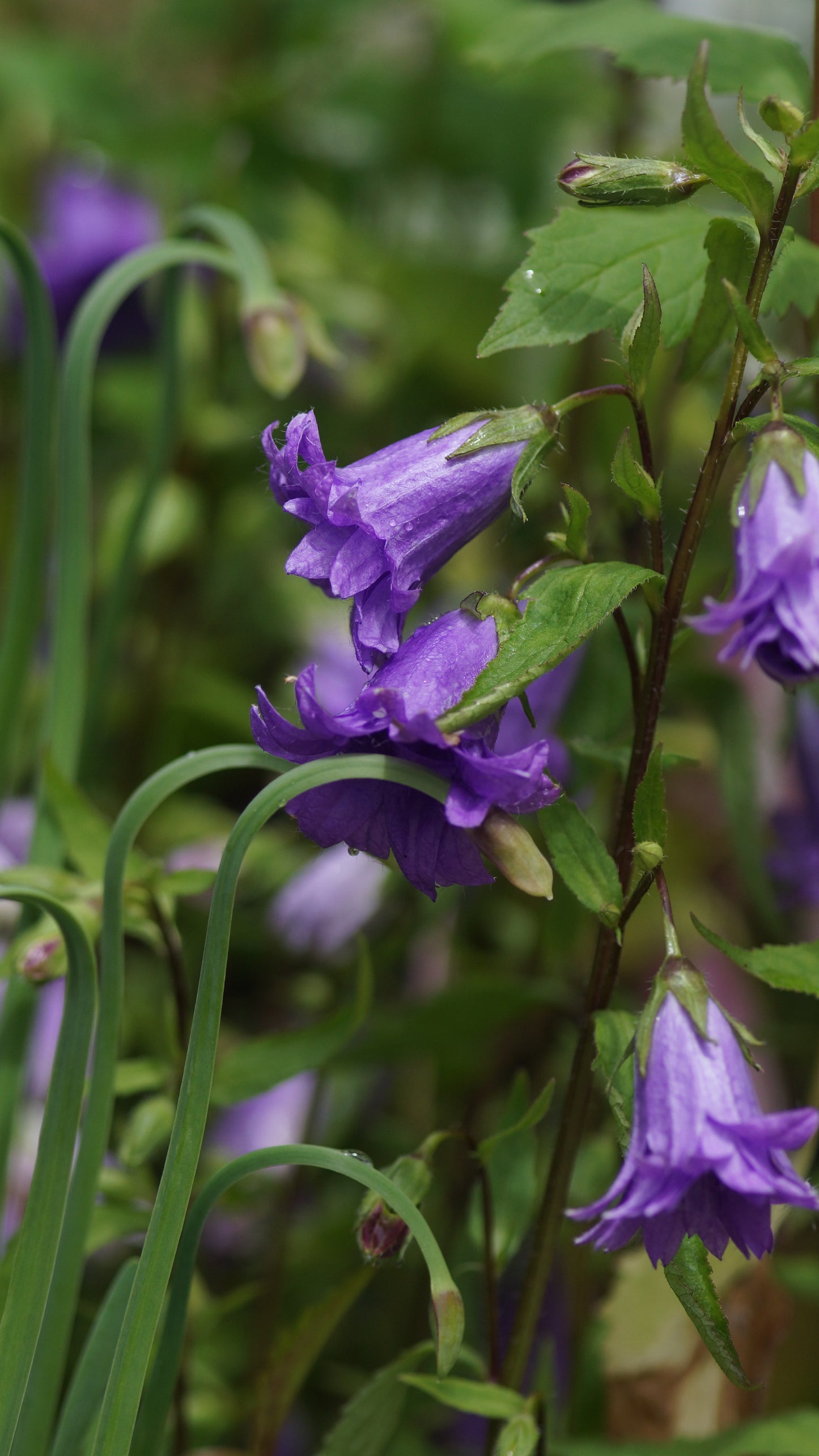 Campanula trachelium 'Bernice' - Nesselblättrige Glockenblume