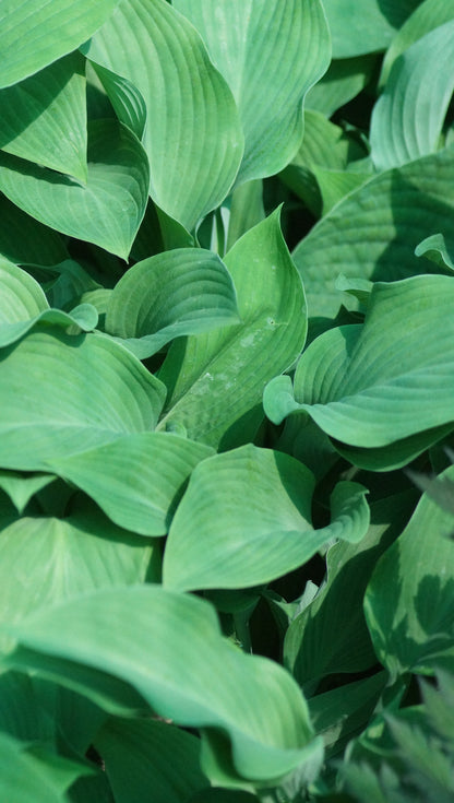Hosta Hybride 'Krossa Regal' - Funkie