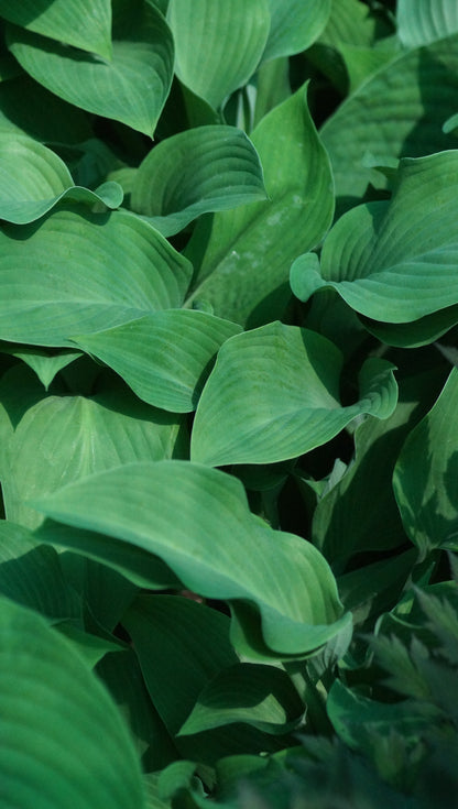 Hosta Hybride 'Krossa Regal' - Funkie