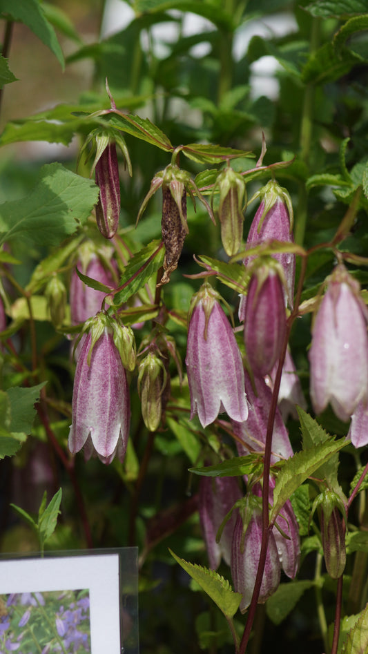 Campanula x takesimana 'Elizabeth' - Punktierte Glockenblume