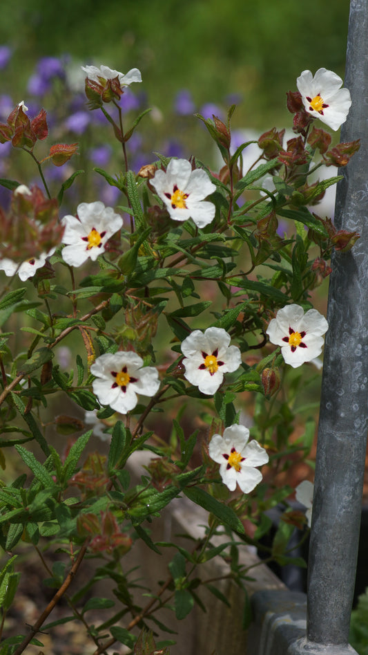 Cistus x monspeliensis 'Christopher Gabel' - Zistrose