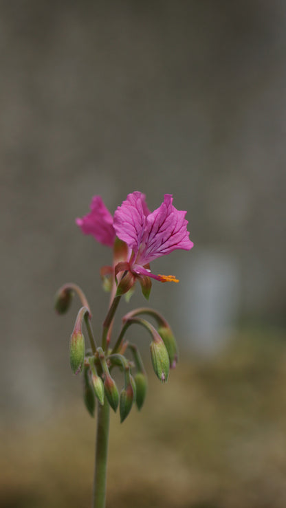 Pelargonium endlicherianum - Pelargonie