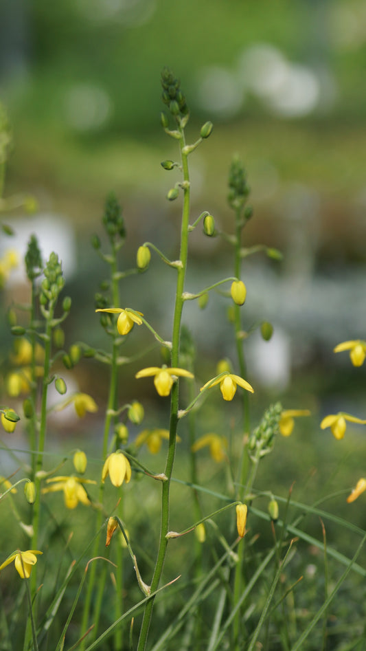 Albuca shawii - Shaws Laternenblume