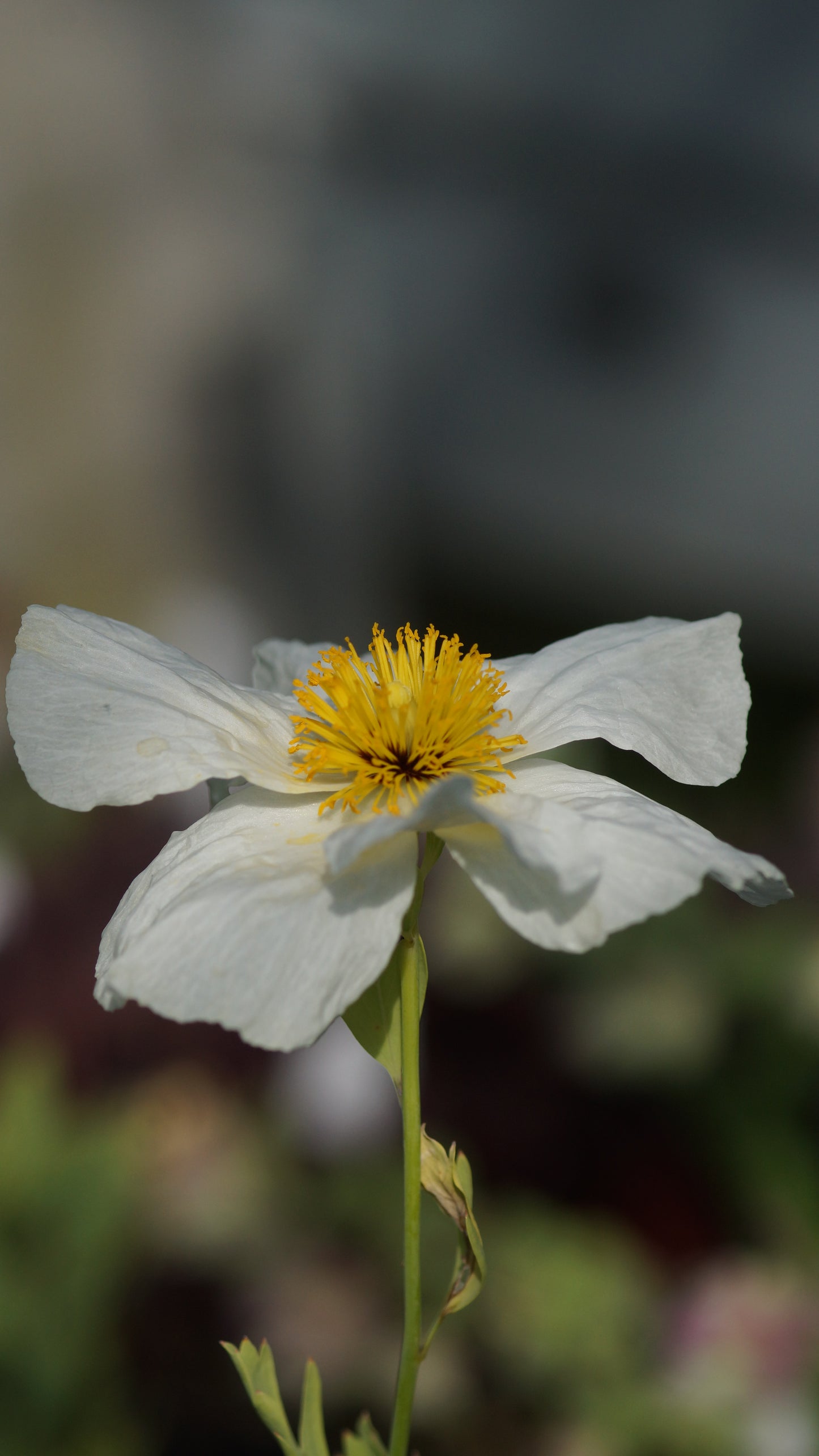 Romneya coulteri - Kalifornischer Strauchmohn