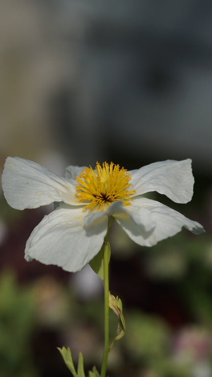 Romneya coulteri - Kalifornischer Strauchmohn