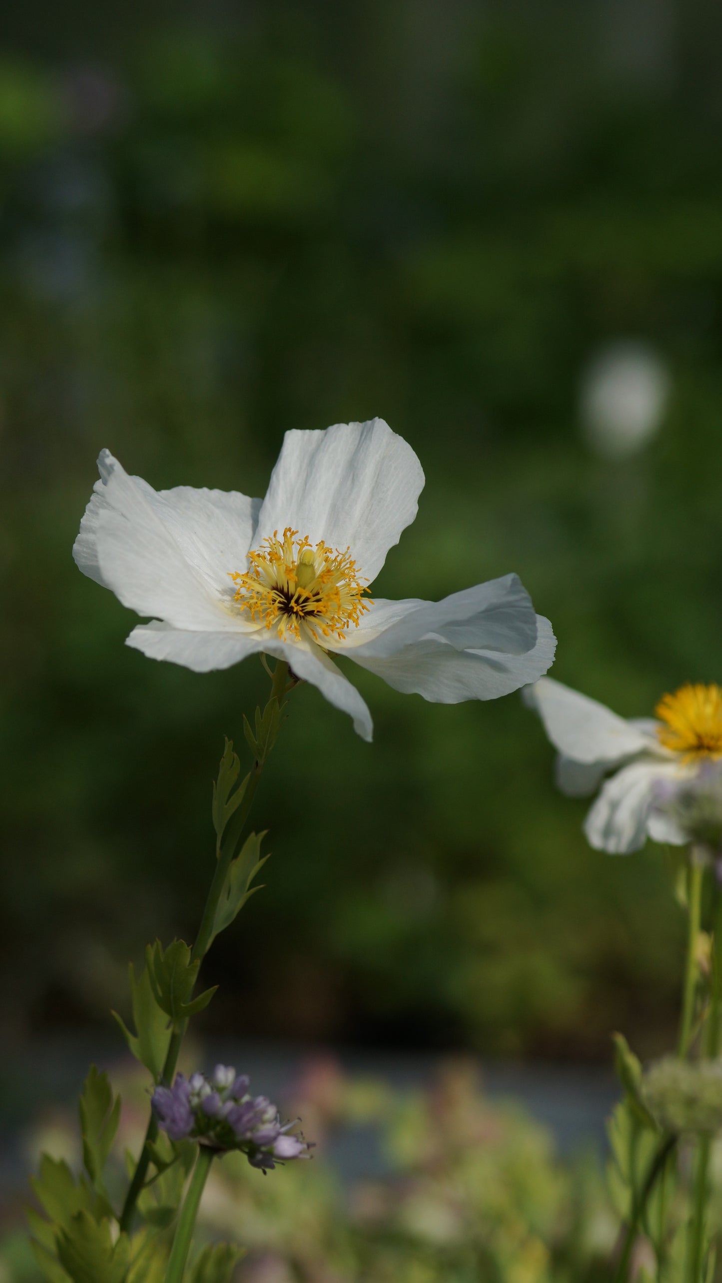 Romneya coulteri - Kalifornischer Strauchmohn