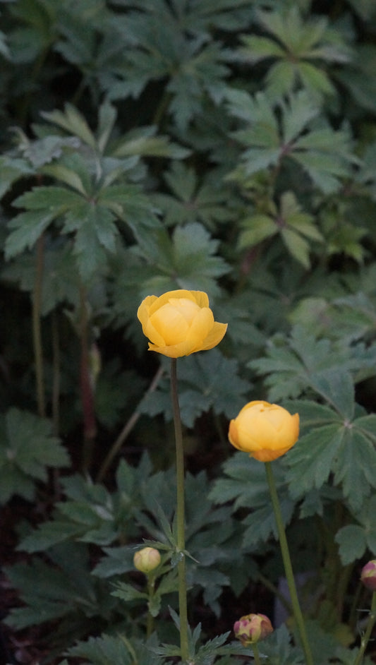 Trollius europaeus 'Lemon Surpreme' - Europäische Trollblume