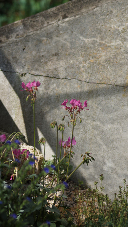 Pelargonium endlicherianum - Pelargonie