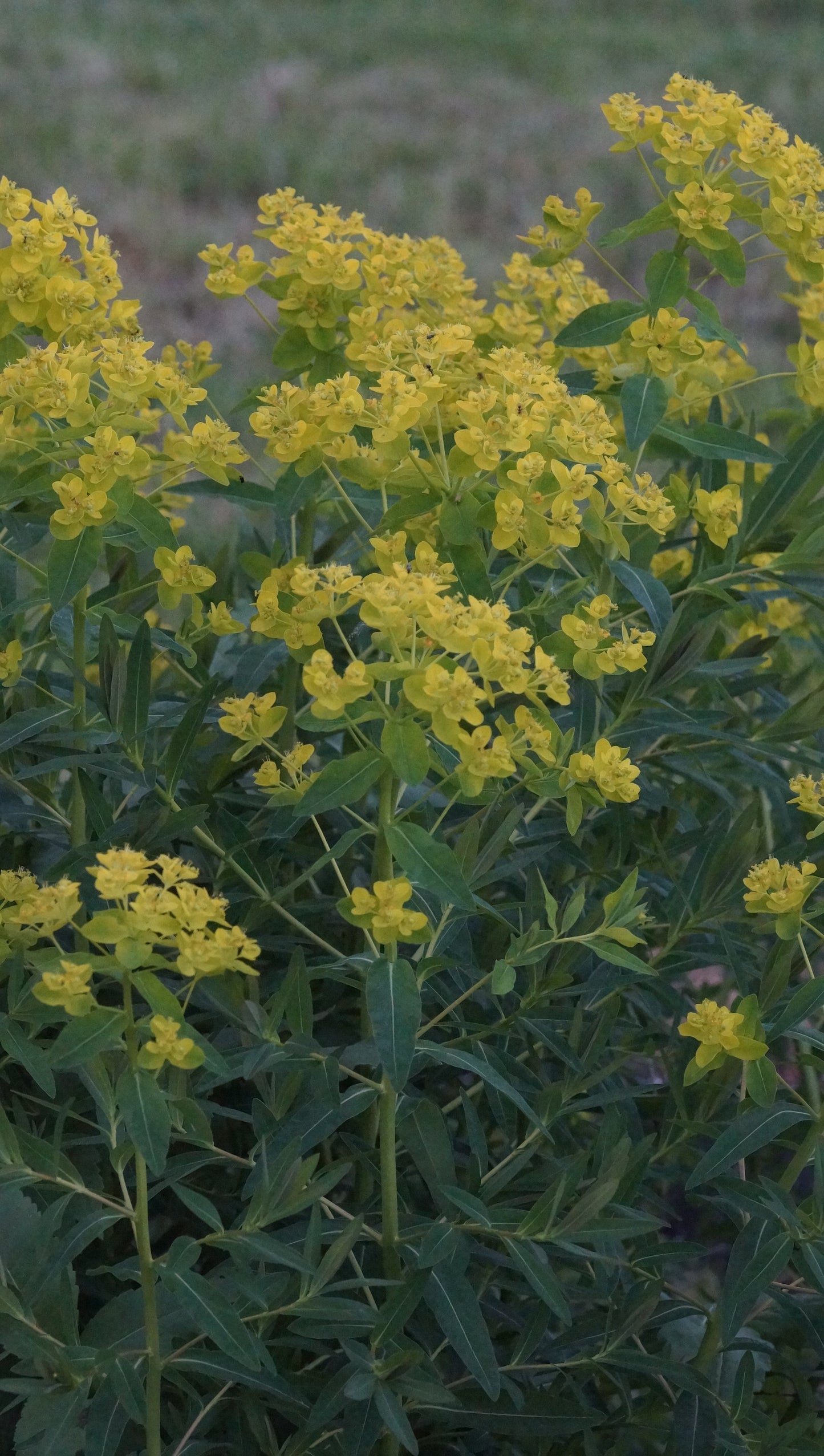 Euphorbia palustris 'Teichlaterne' - Sumpf-Wolfsmilch