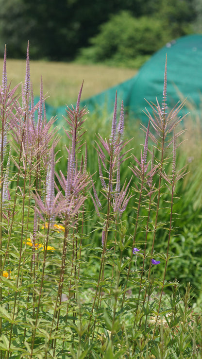 Veronicastrum virginicum 'Adoration' - Kandelaber-Ehrenpreis