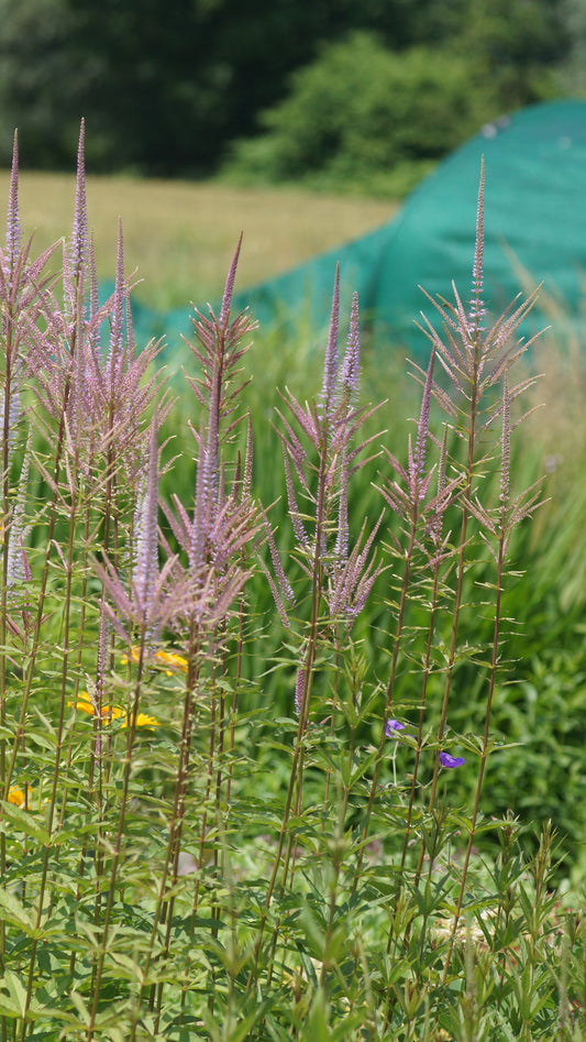 Veronicastrum virginicum 'Adoration' - Kandelaber-Ehrenpreis