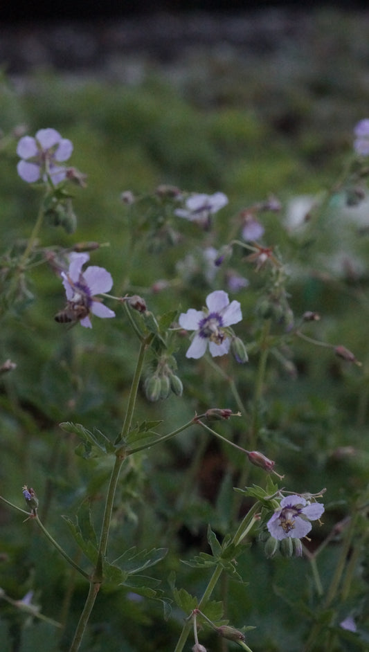 Geranium phaeum 'Wendys Blush' - Brauner Strochschnabel