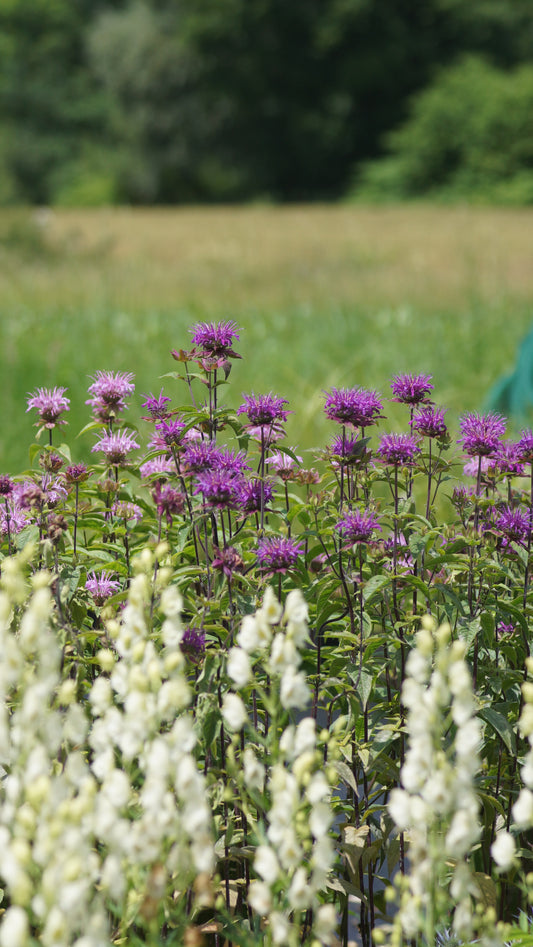 Monarda Fistulosa-Hybride 'Huckleberry' - Goldmelisse
