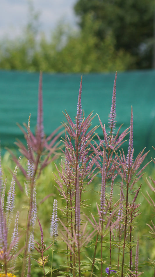 Veronicastrum virginicum 'Lavendelturm' - Kandelaber-Ehrenpreis