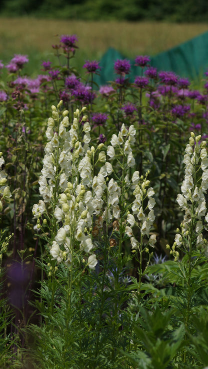 Aconitum napellus 'Album' - Weisser Eisenhut
