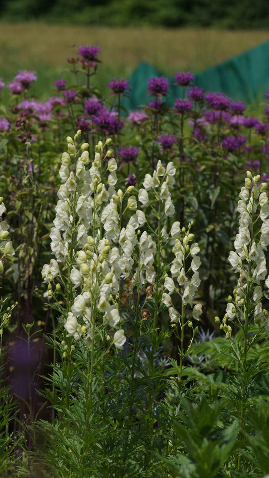 Aconitum napellus 'Album' - Weisser Eisenhut