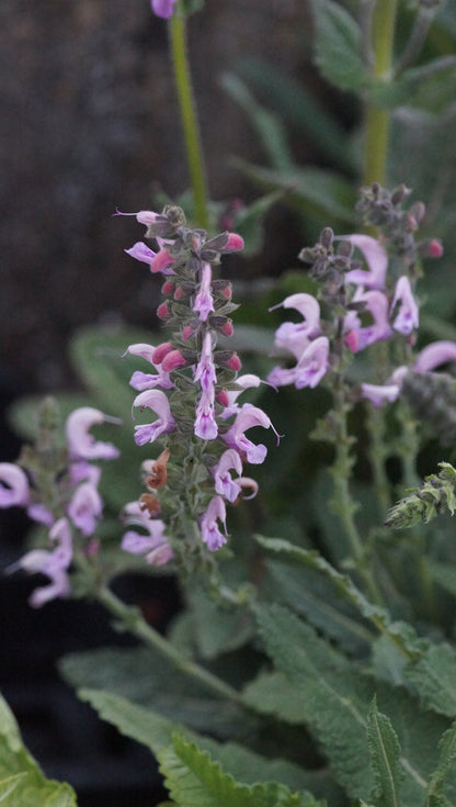 Salvia pratensis 'Rose Rhapsody' - Wiesen-Salbei