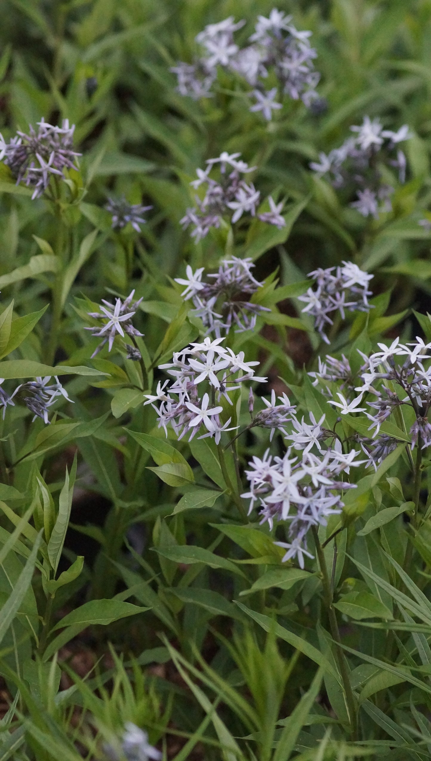 Amsonia tabernaemontana var. salicifolia - Blausternbusch