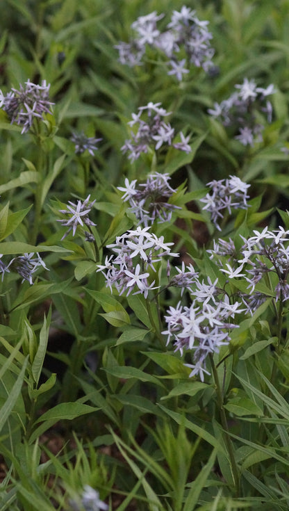 Amsonia tabernaemontana var. salicifolia - Blausternbusch