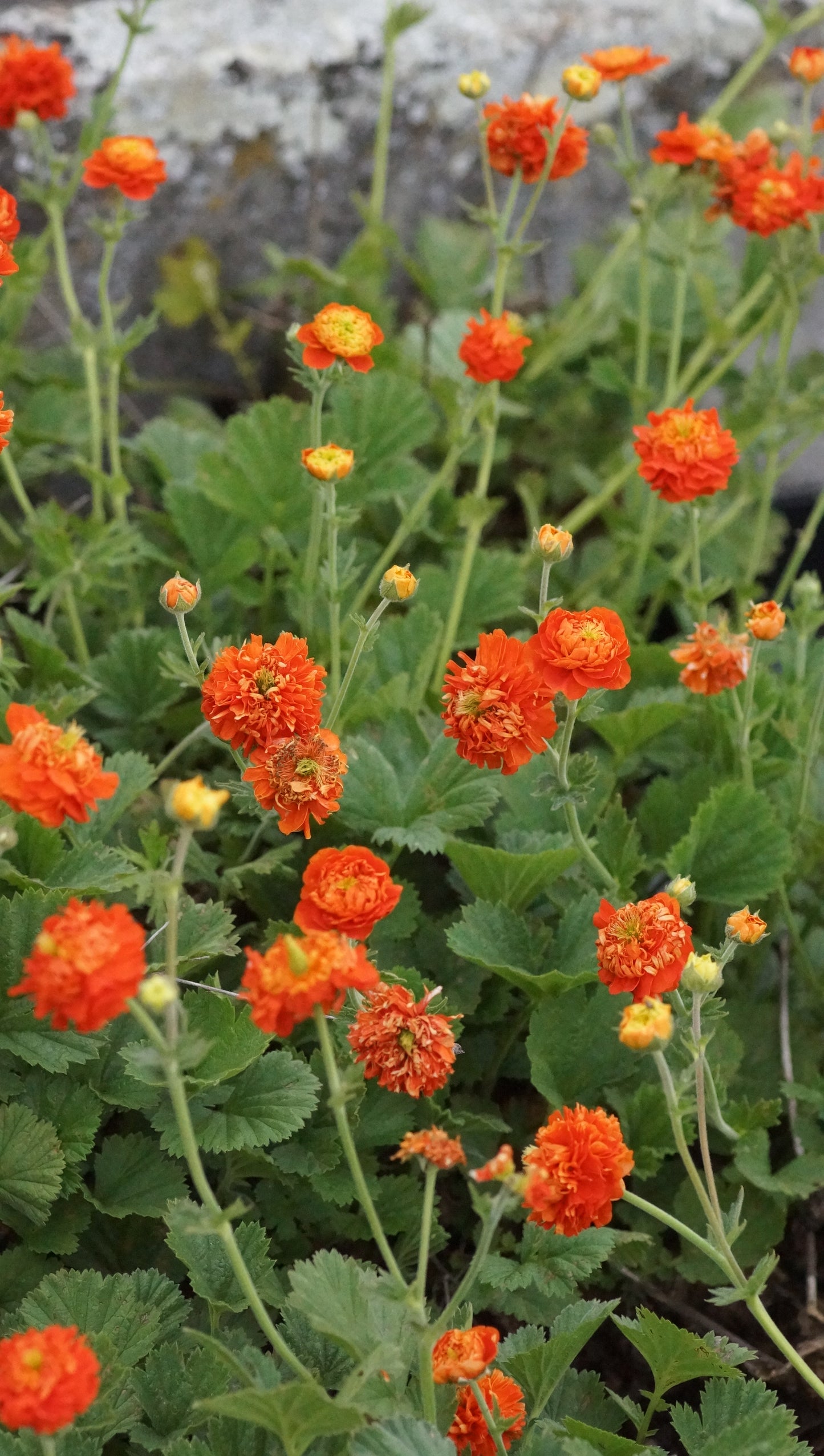 Geum Hybride 'Orange Pumpkin' - Nelkenwurz