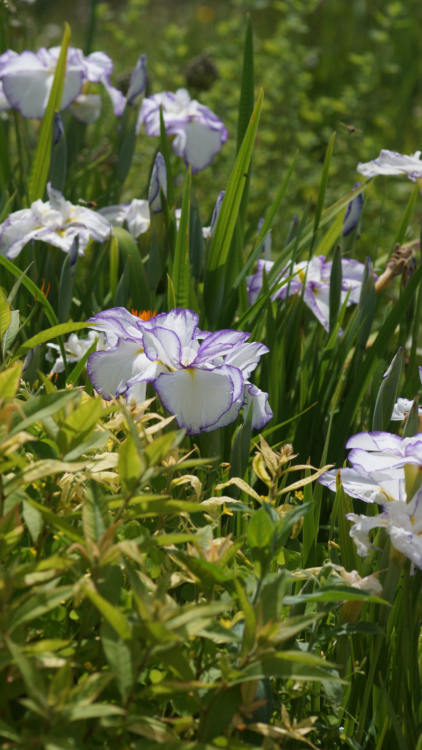 Iris ensata 'Light at Dawn' - Japanische Sumpf-Schwertlilie