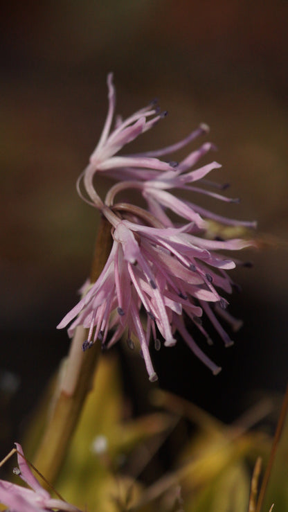 Heloniopsis orientalis - Grössere Scheinnelke