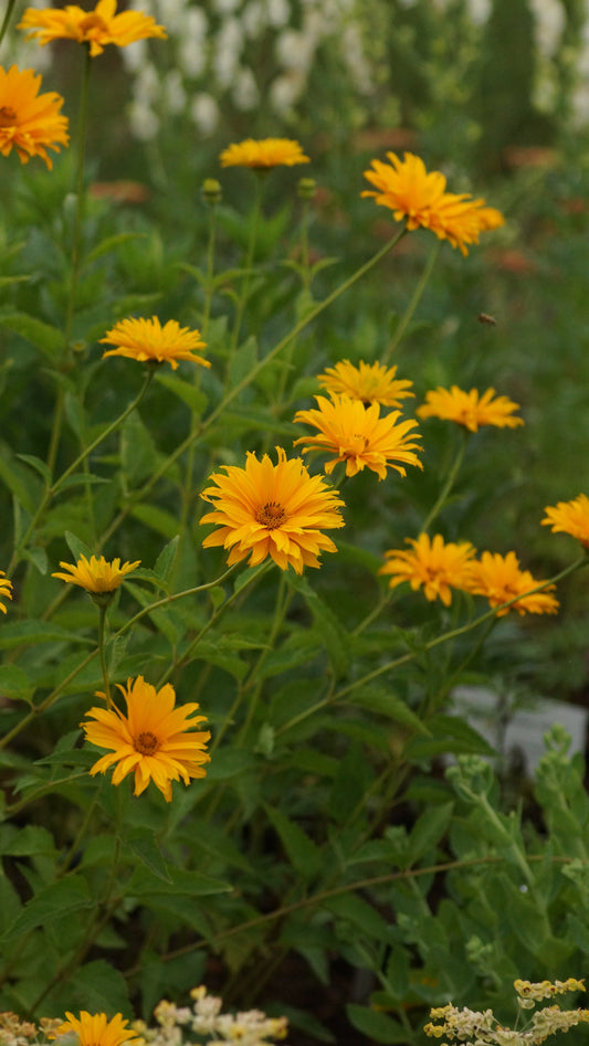 Heliopsis helianthoides var. scabra 'Spitzentänzerin' - Sonnenauge