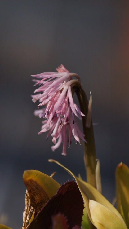 Heloniopsis orientalis - Grössere Scheinnelke