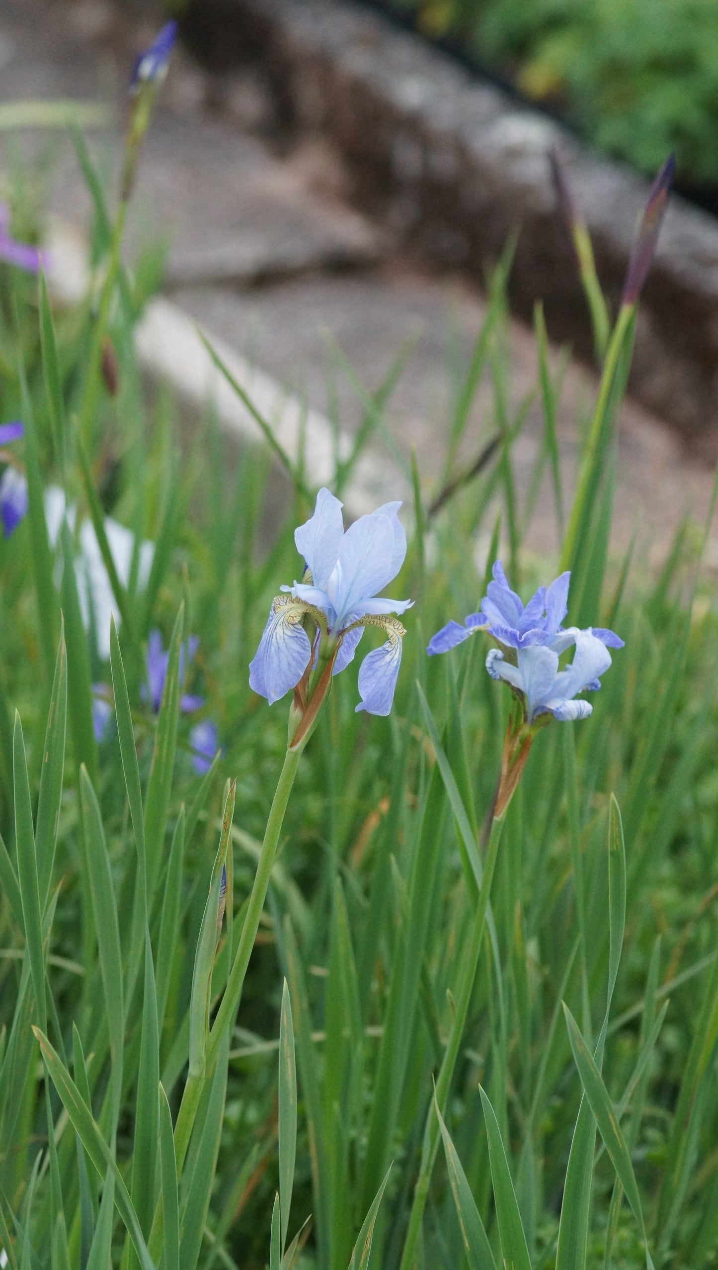 Iris sibirica 'Perrys Blue' - Wiesen-Schwertlilie