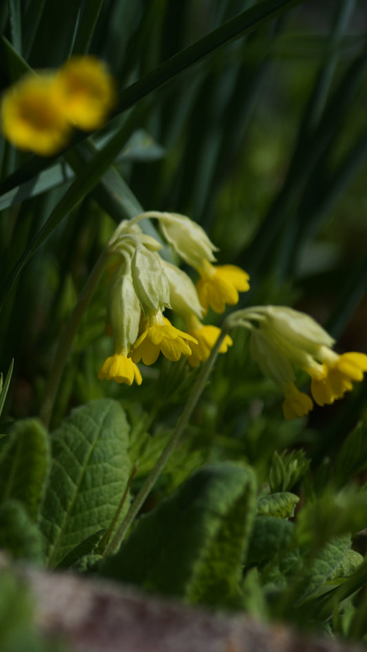 Primula veris - Echte Schlüsselblume