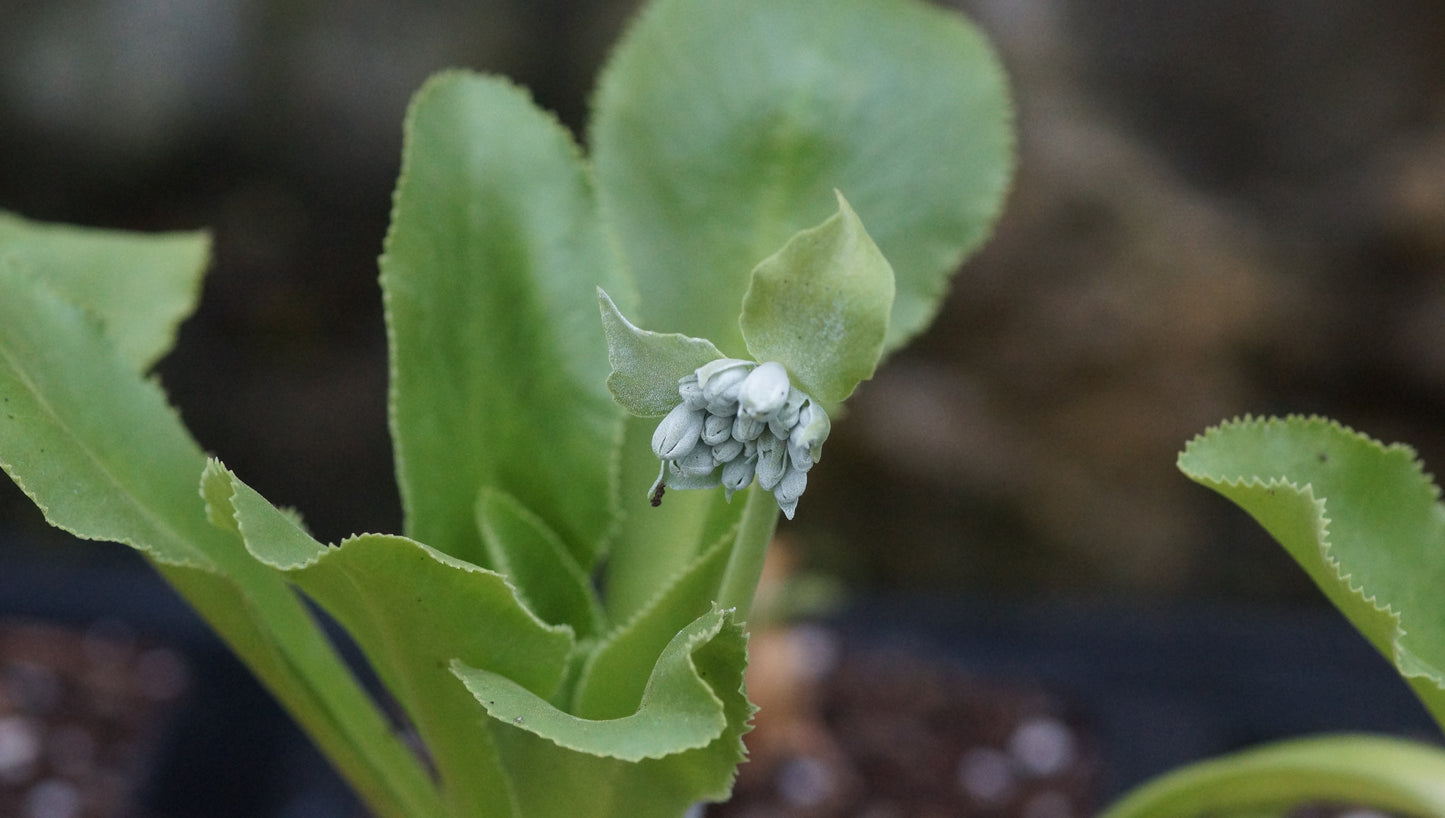 Primula palinuri - Kap-Palinuri-Primel