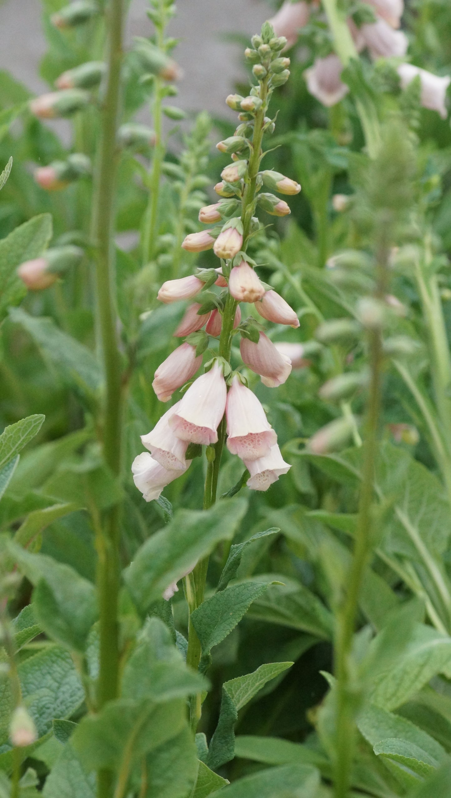 Digitalis purpurea 'Apricot' - Fingerhut