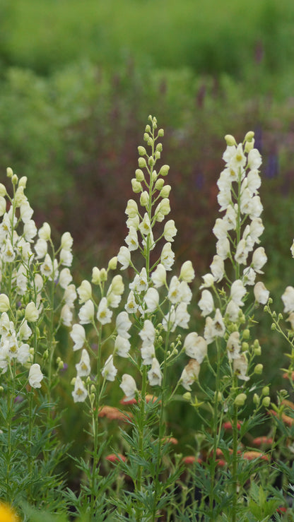 Aconitum napellus 'Album' - Weisser Eisenhut