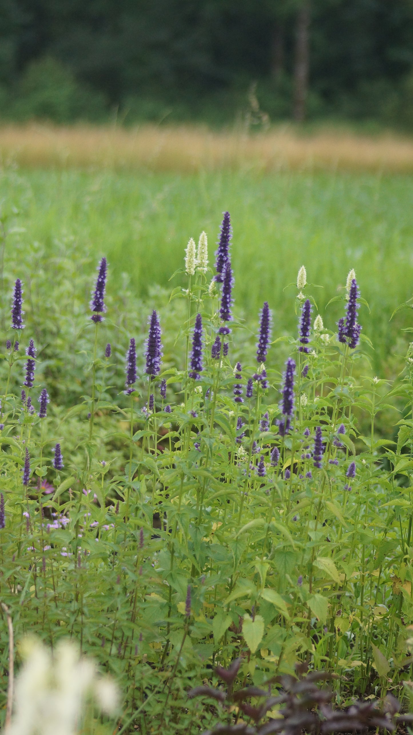 Agastache foeniculum 'Black Adder' - Duftnessel