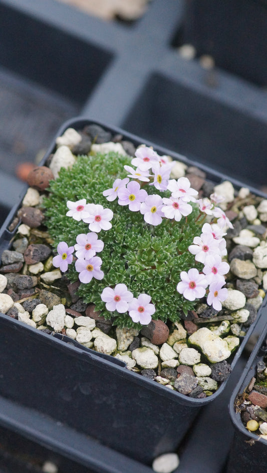 Androsace muscoidea - Hindukusch-Mannsschild