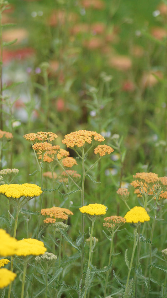 Achillea millefolium 'Terracotta' - Schafgarbe