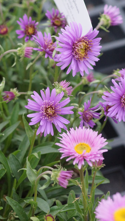 Aster alpinus 'Antje' - Alpen-Aster
