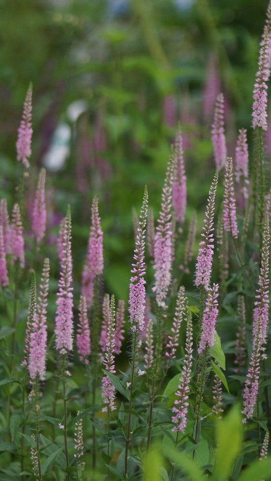 Veronica longifolia 'Pink Damask' - Wiesen-Ehrenpreis