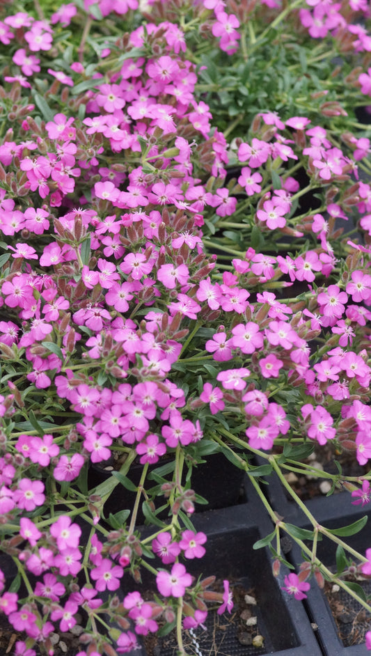 Saponaria x oliviana 'Bressingham Pink' - Polster-Seifenkraut