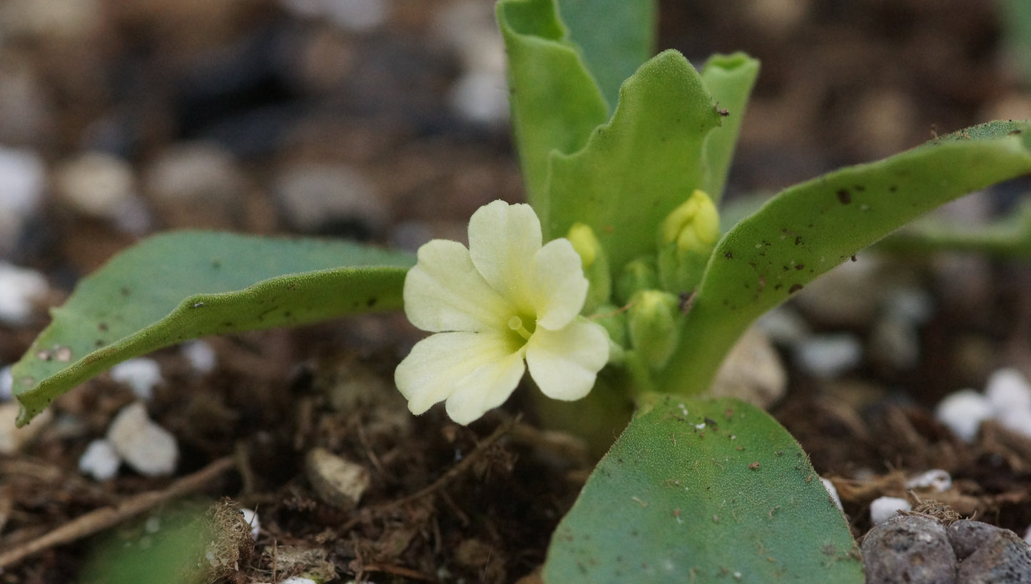 Primula x loiseleurii 'Lismore Yellow' - Allioni Primel