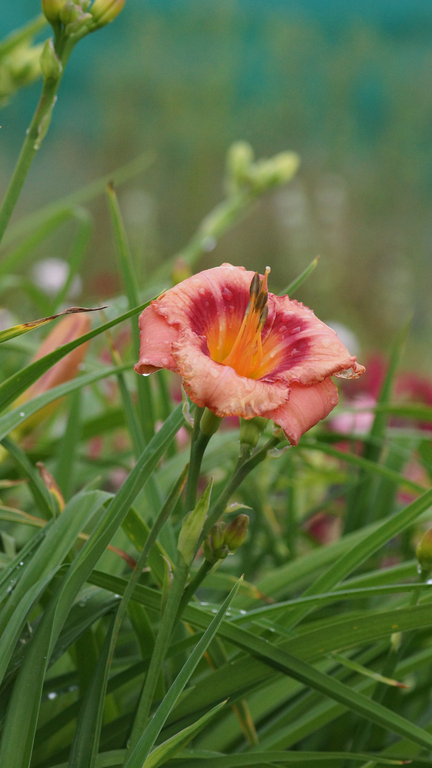 Hemerocallis Hybride 'Strawberry Candy' - Taglilie
