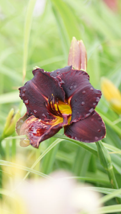 Hemerocallis Hybride 'Longfield Black Magic' - Taglilie