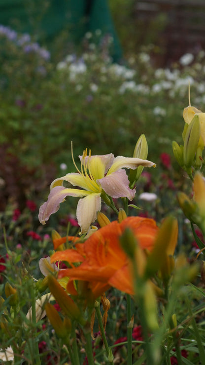 Hemerocallis Hybride 'Dancing Summerbird' - Taglilie