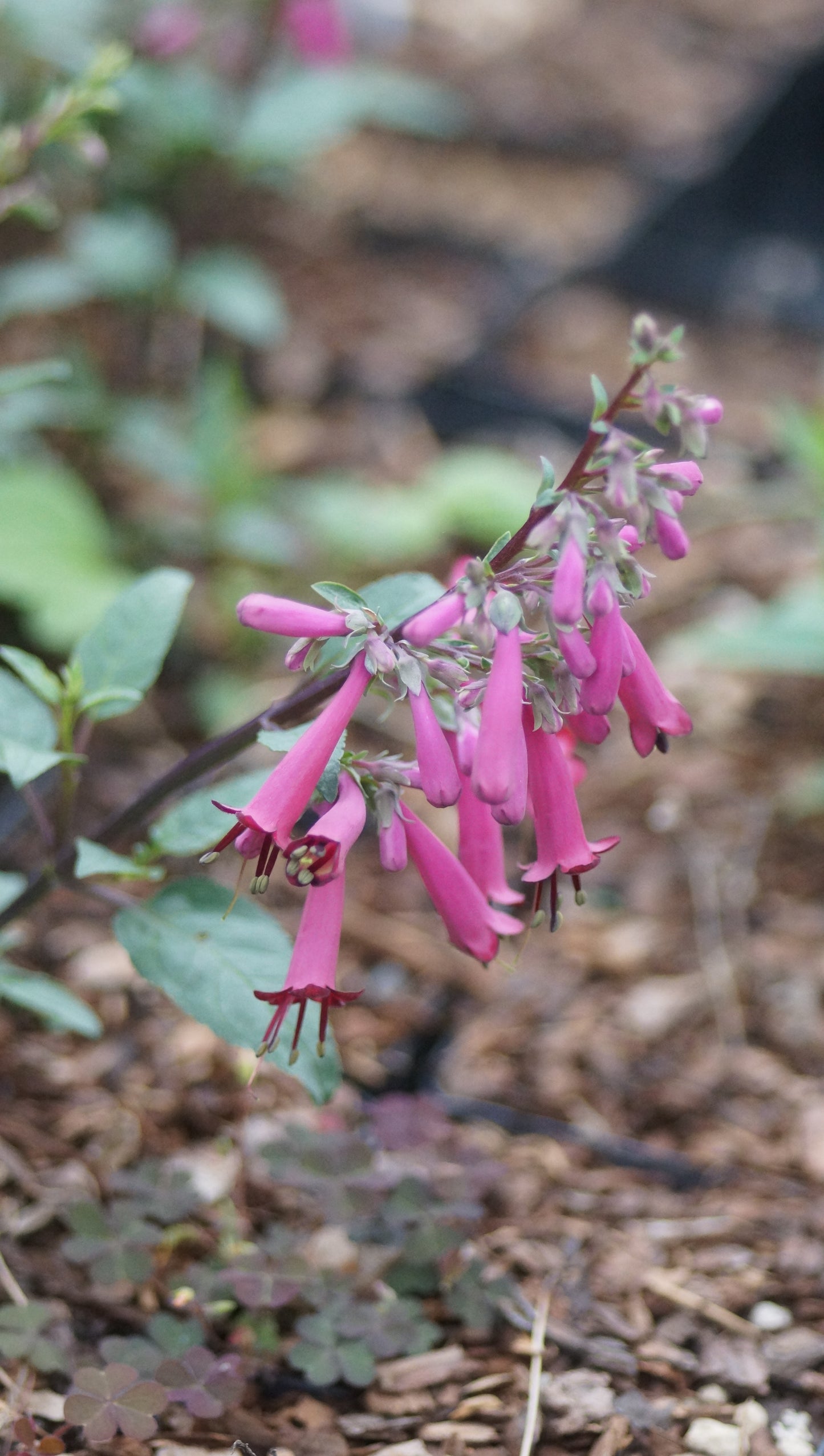 Phygelius x rectus 'Passionate' - Kapfuchsie